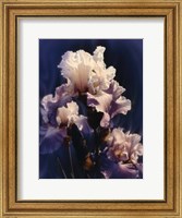 Purple Iris Fine Art Print