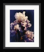 Purple Iris Fine Art Print
