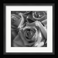 Rose Pedals B&W Fine Art Print