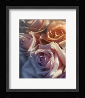Rose Pedals Fine Art Print