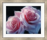 Roses - Pink Pair Fine Art Print