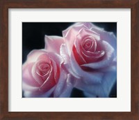 Roses - Pink Pair Fine Art Print