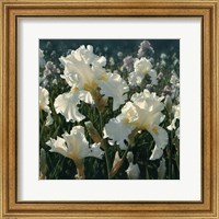 White Iris Garden - Square Fine Art Print