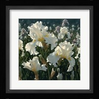 White Iris Garden - Square Fine Art Print