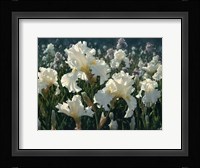 White Rose Garden Fine Art Print