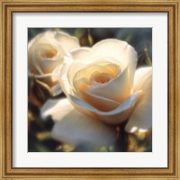 White Rose - Colors of White - Square Fine Art Print
