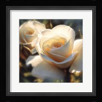 White Rose - Colors of White - Square Fine Art Print