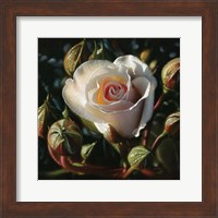 White Rose - First Born Fine Art Print