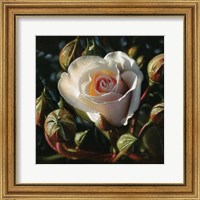White Rose - First Born Fine Art Print