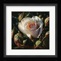 White Rose - First Born Fine Art Print