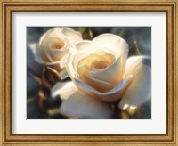 White Roses - Colors of White Fine Art Print