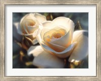 White Roses - Colors of White Fine Art Print
