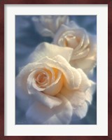 White Roses - Unforgettable Fine Art Print