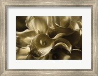 Golden Lilies Fine Art Print