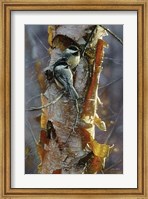 Black-Capped Chickadees - Sunlit Birch Fine Art Print