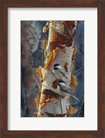 Black-Capped Chickadees - Sunlit Birch II Fine Art Print