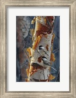 Black-Capped Chickadees - Sunlit Birch II Fine Art Print