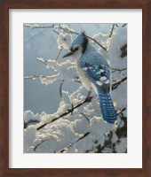 Blue Jay - On the Fence Fine Art Print