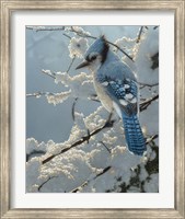 Blue Jay - On the Fence Fine Art Print