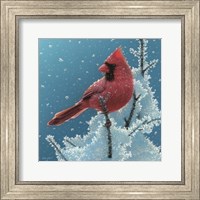Cardinal - Cherry on Top Fine Art Print