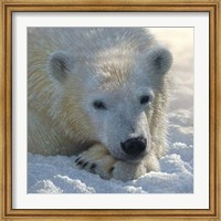 Polar Bear Club Fine Art Print