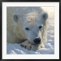 Polar Bear Club Fine Art Print