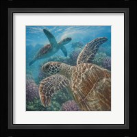 Sea Turtles - Turtle Bay - Square Fine Art Print