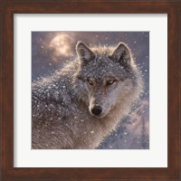 Lone Wolf - Square Fine Art Print