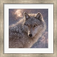 Lone Wolf - Square Fine Art Print