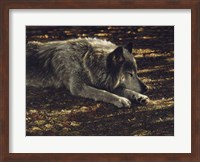 Resting Wolf Fine Art Print