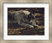 Resting Wolf Fine Art Print