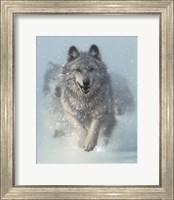 Running Wolves - Snow Plow Fine Art Print