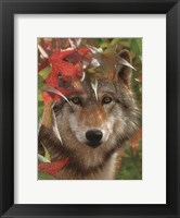Wolf - Autumn Encounter Fine Art Print