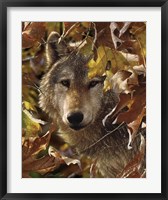 Wolf - Autumn Shadows Fine Art Print