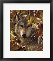 Wolf - Autumn Shadows Fine Art Print