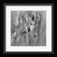Wolf - Focused - B&W Fine Art Print