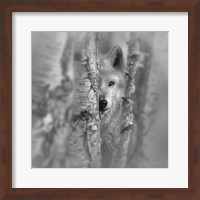 Wolf - Focused - B&W Fine Art Print