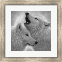 Wolves - Love Song - B&W Fine Art Print