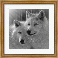 Wolves - Sunlit Soulmates - B&W Fine Art Print