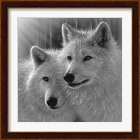 Wolves - Sunlit Soulmates - B&W Fine Art Print