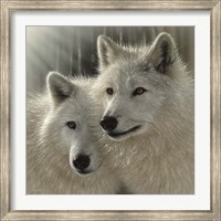 Wolves - Sunlit Soulmates Fine Art Print
