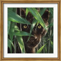 Black Panther - Wild Eyes Fine Art Print