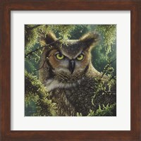 Great Horned Owl - Watching and Waiting Fine Art Print