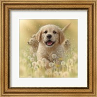 Golden Retriever Puppy - Dandelions - Square Fine Art Print