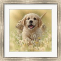 Golden Retriever Puppy - Dandelions - Square Fine Art Print