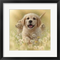 Golden Retriever Puppy - Dandelions - Square Fine Art Print