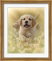 Golden Retriever Puppy - Dandelions Fine Art Print