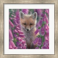 Red Fox - Foxgloves - Square Fine Art Print