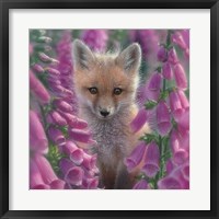 Red Fox - Foxgloves - Square Fine Art Print