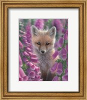 Red Fox - Foxgloves Fine Art Print